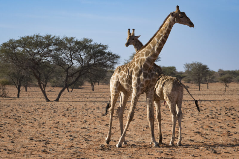 Travel Namibie 19