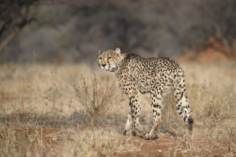 Travel Namibie 409